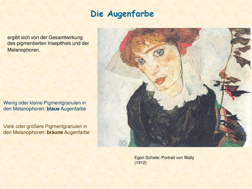 Die Augenfarbe ergibt sich von der Gesamtwirkung des pigmentierten Irisepithels und der Melanophoren.