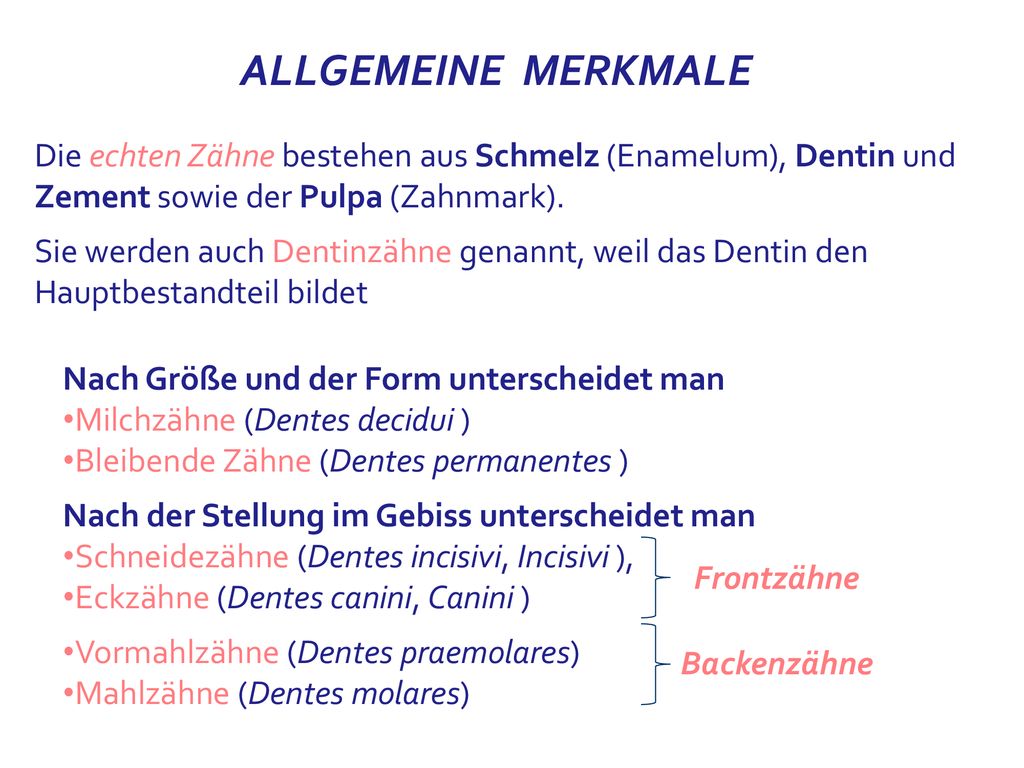 ALLGEMEINE MERKMALE Die echten Zähne bestehen aus Schmelz (Enamelum), Dentin und Zement sowie der Pulpa (Zahnmark).