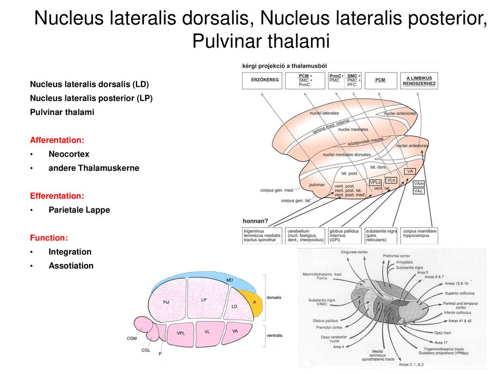 Nucleus lateralis dorsalis, Nucleus lateralis posterior, Pulvinar thalami