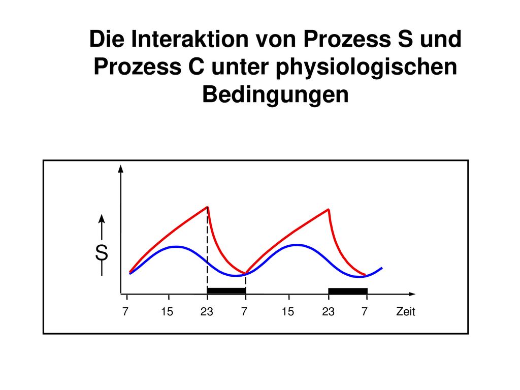 Die Interaktion von Prozess S und Prozess C unter physiologischen Bedingungen