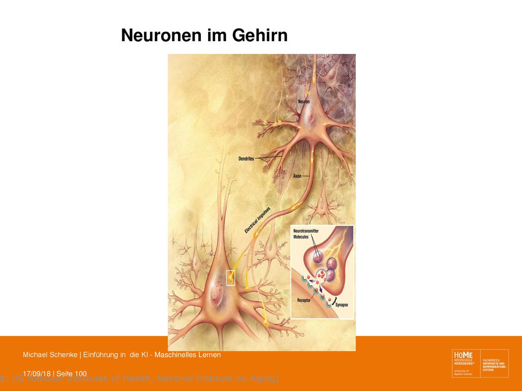 Neuronen im Gehirn [Credit: US National Institutes of Health, National Institute on Aging]