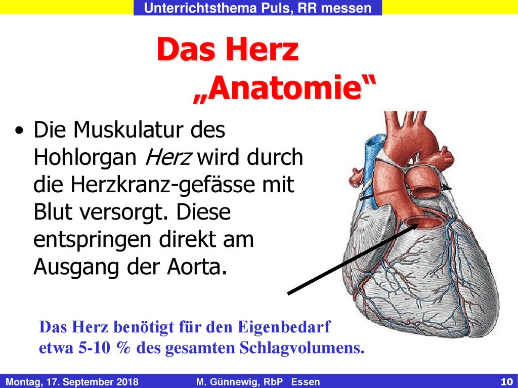 Das Herz „Anatomie