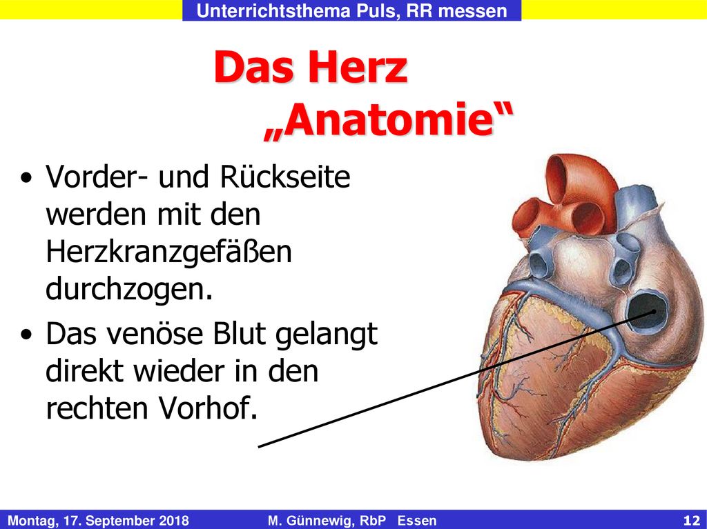 Das Herz „Anatomie Vorder- und Rückseite werden mit den Herzkranzgefäßen durchzogen.