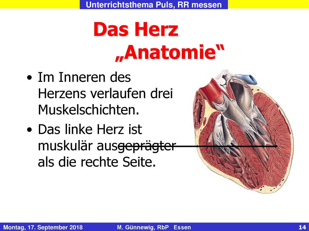 Das Herz „Anatomie Im Inneren des Herzens verlaufen drei Muskelschichten.