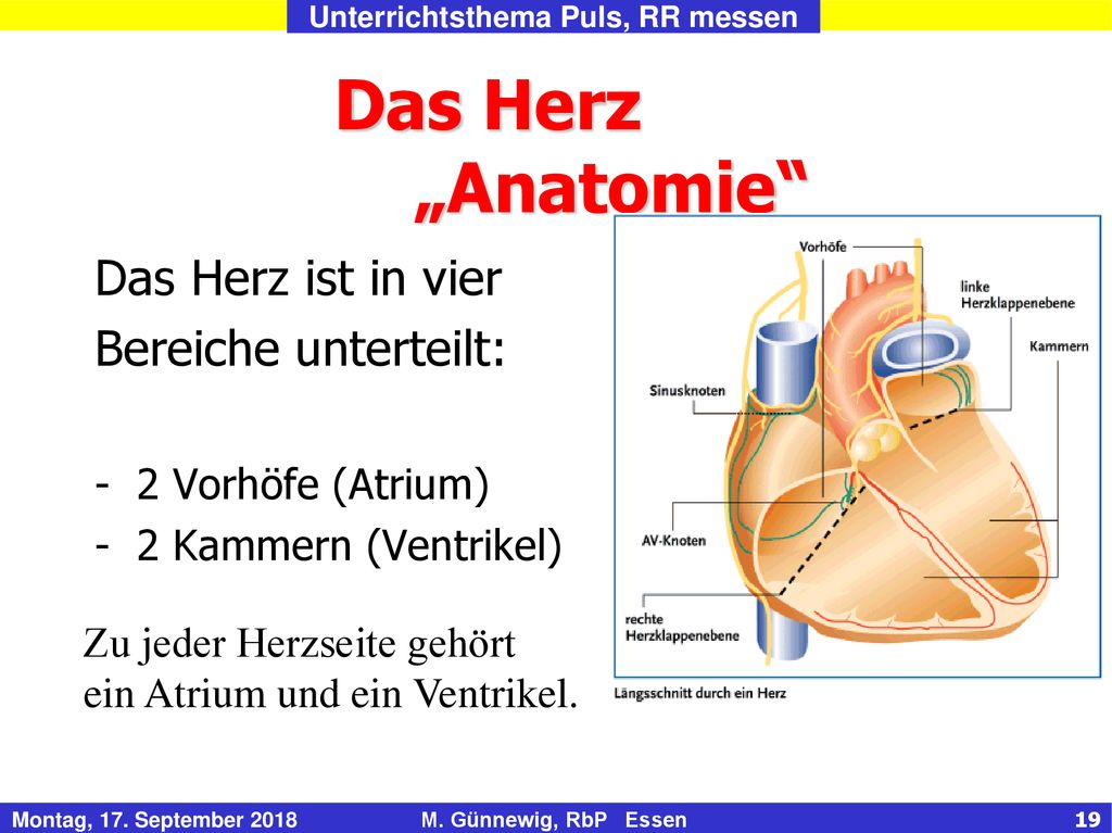 Das Herz „Anatomie Das Herz ist in vier Bereiche unterteilt: