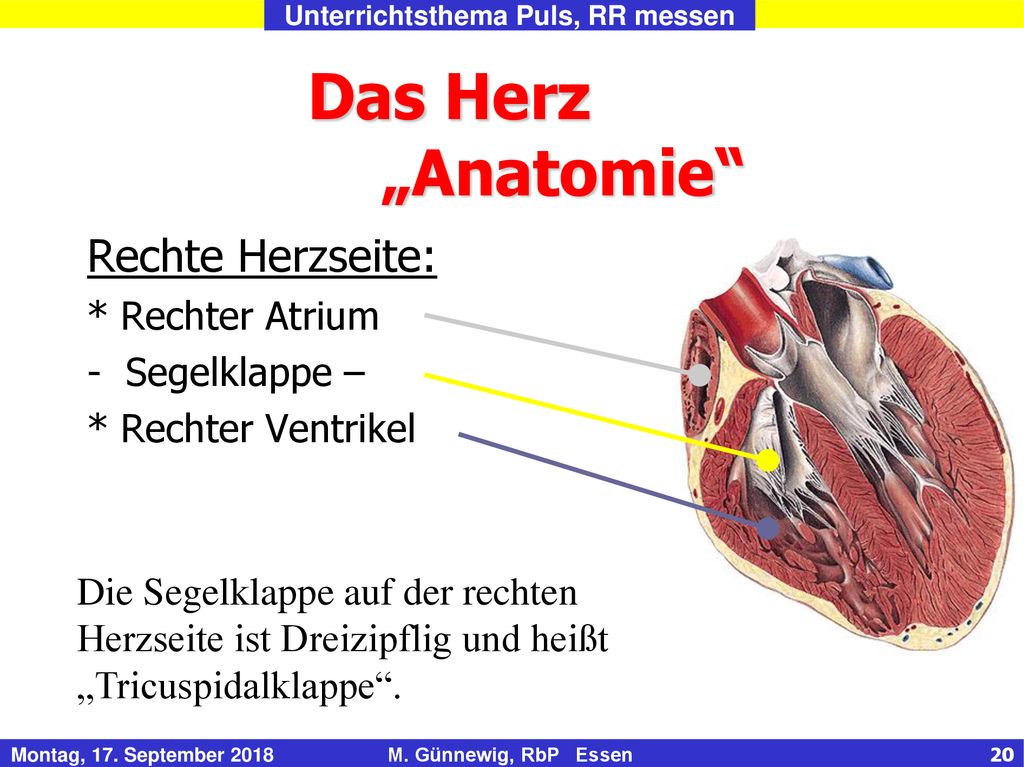 Das Herz „Anatomie Rechte Herzseite: * Rechter Atrium Segelklappe –