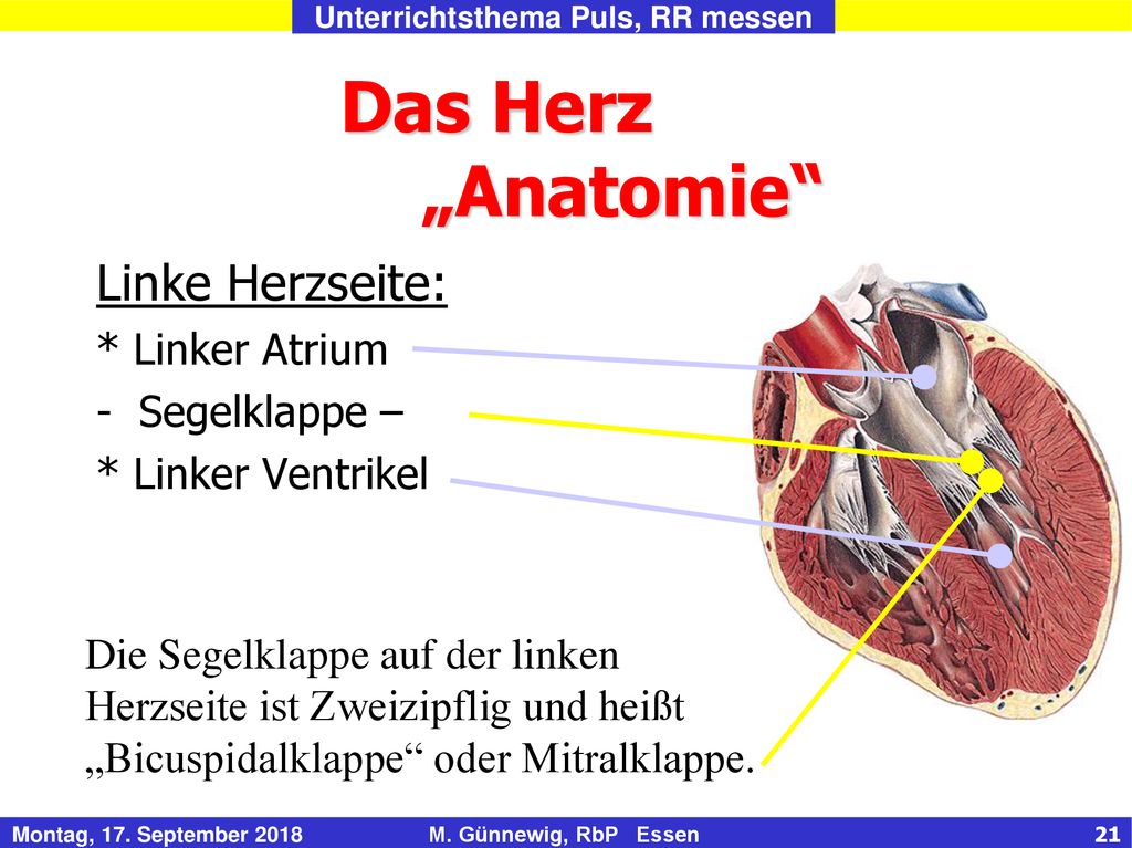 Das Herz „Anatomie Linke Herzseite: * Linker Atrium Segelklappe –