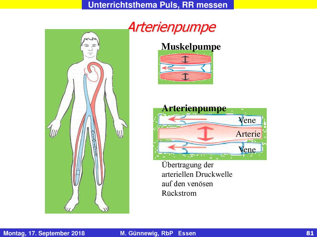 Arterienpumpe Muskelpumpe Arterienpumpe Vene Arterie