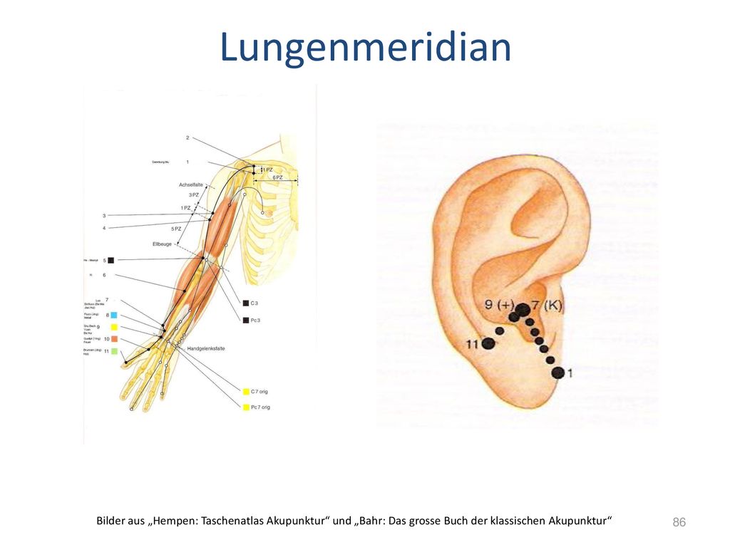 Lungenmeridian Bilder aus „Hempen: Taschenatlas Akupunktur und „Bahr: Das grosse Buch der klassischen Akupunktur