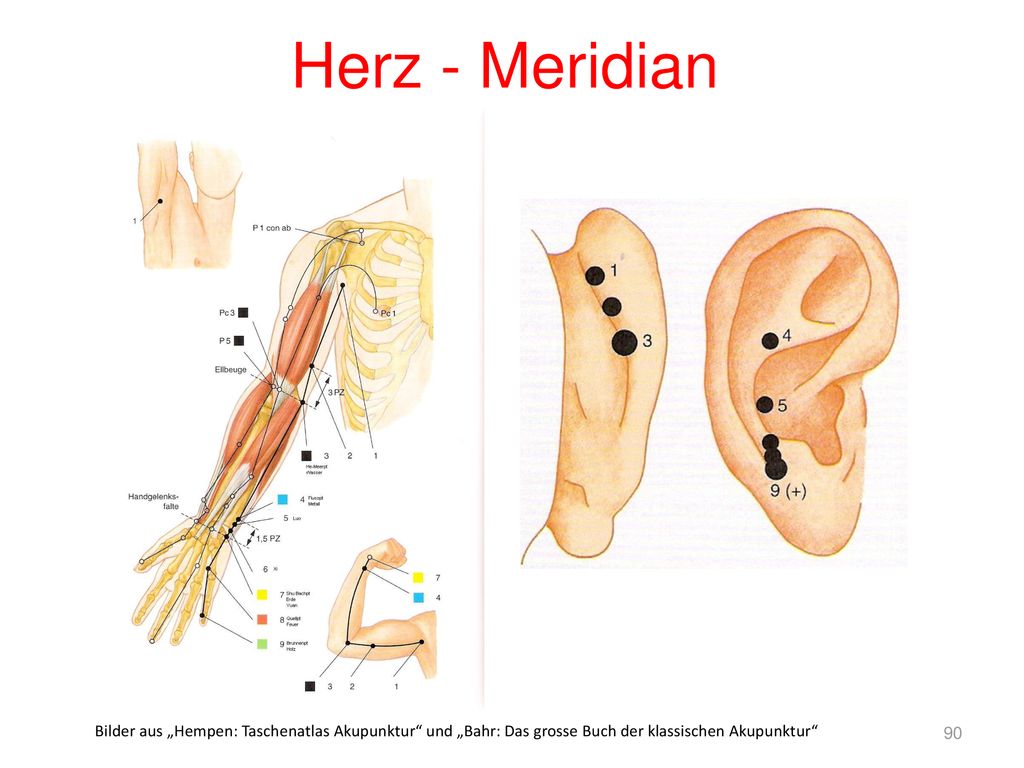 Herz - Meridian Bilder aus „Hempen: Taschenatlas Akupunktur und „Bahr: Das grosse Buch der klassischen Akupunktur