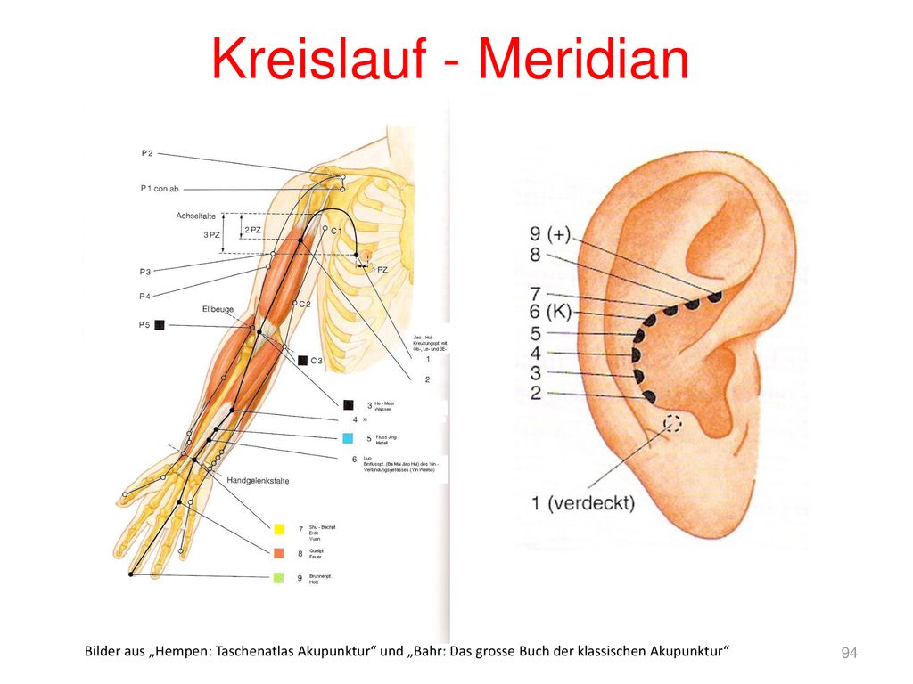 Kreislauf - Meridian Bilder aus „Hempen: Taschenatlas Akupunktur und „Bahr: Das grosse Buch der klassischen Akupunktur