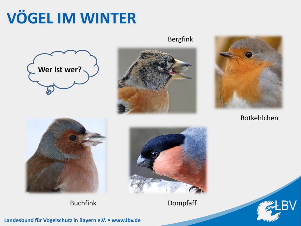 Vögel im Winter Wer ist wer Bergfink Rotkehlchen Buchfink Dompfaff
