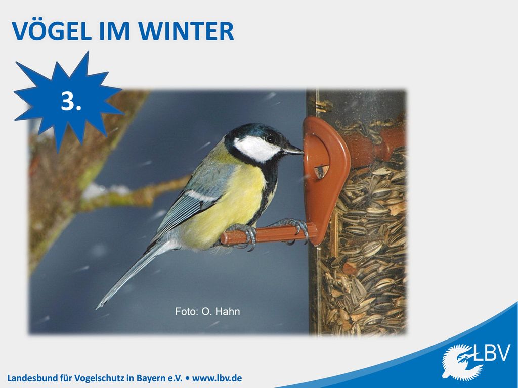 Vögel im Winter 3. Notiere die Bildnummer (hier die 3) hinter dem richtigen Vogelnamen in deinem Heft!