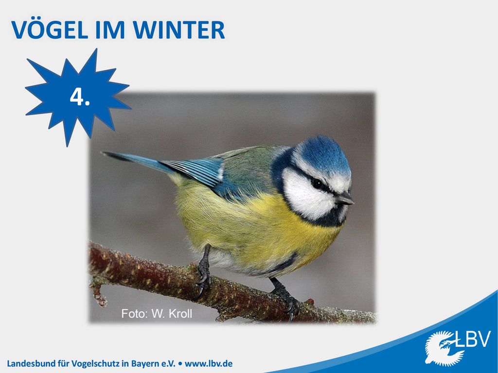 Vögel im Winter 4. Notiere die Bildnummer (hier die 4) hinter dem richtigen Vogelnamen in deinem Heft!