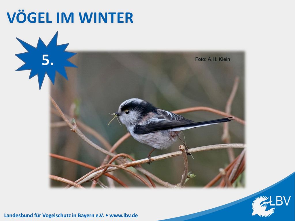 Vögel im Winter 5. Notiere die Bildnummer (hier die 5) hinter dem richtigen Vogelnamen in deinem Heft!