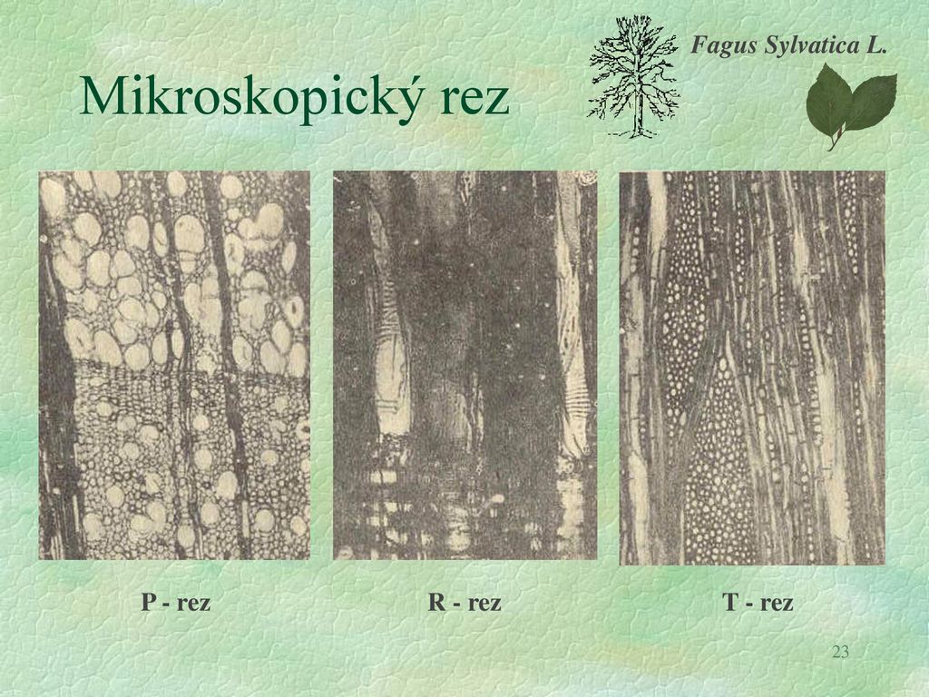 Mikroskopický rez Fagus Sylvatica L. P - rez R - rez T - rez