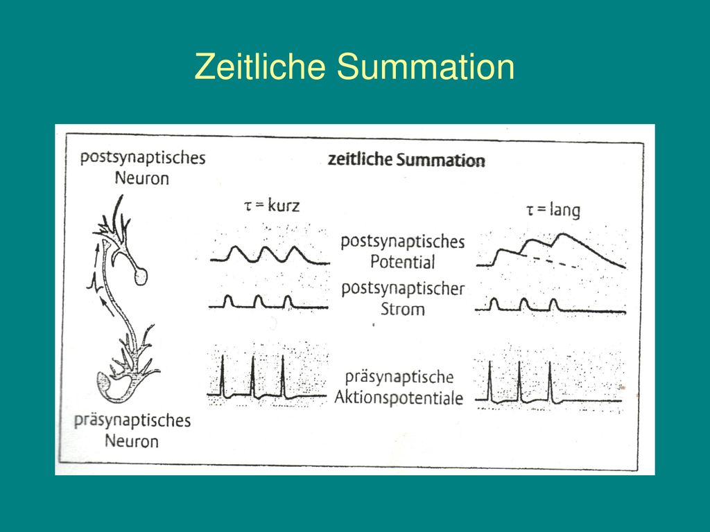 Zeitliche Summation Die passive elektrischen Eigenschaften von Neuronen sind also durch die Zeitkonstante und die Längskonstante gekennzeichnet!