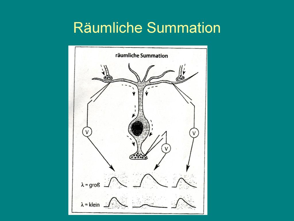 Räumliche Summation Hierfür ist die Längskonstante wichtig!  beeinflusst Ausbreitung von Potentialen.