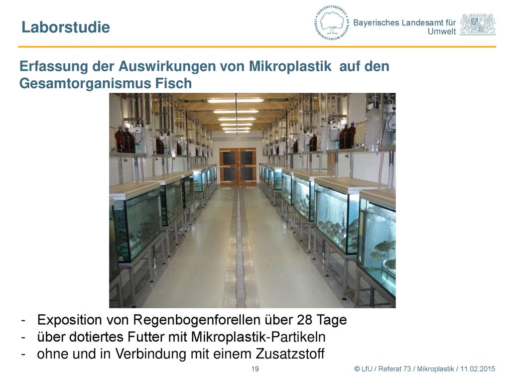 Laborstudie Erfassung der Auswirkungen von Mikroplastik auf den Gesamtorganismus Fisch. Exposition von Regenbogenforellen über 28 Tage.