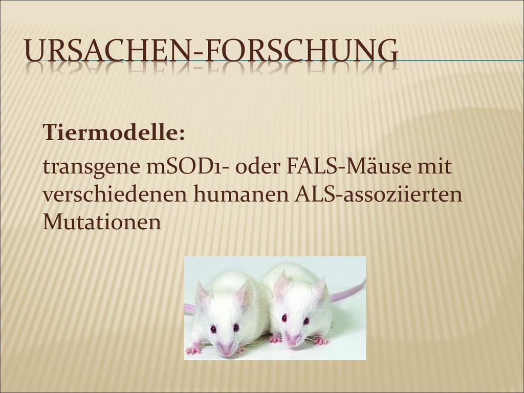 Ursachen-Forschung Tiermodelle: transgene mSOD1- oder FALS-Mäuse mit verschiedenen humanen ALS-assoziierten Mutationen