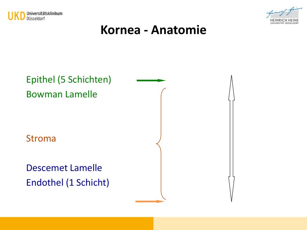 Kornea - Anatomie Epithel (5 Schichten) Bowman Lamelle Stroma