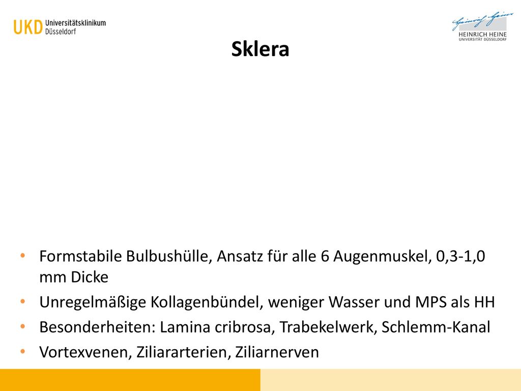 Sklera Formstabile Bulbushülle, Ansatz für alle 6 Augenmuskel, 0,3-1,0 mm Dicke. Unregelmäßige Kollagenbündel, weniger Wasser und MPS als HH.