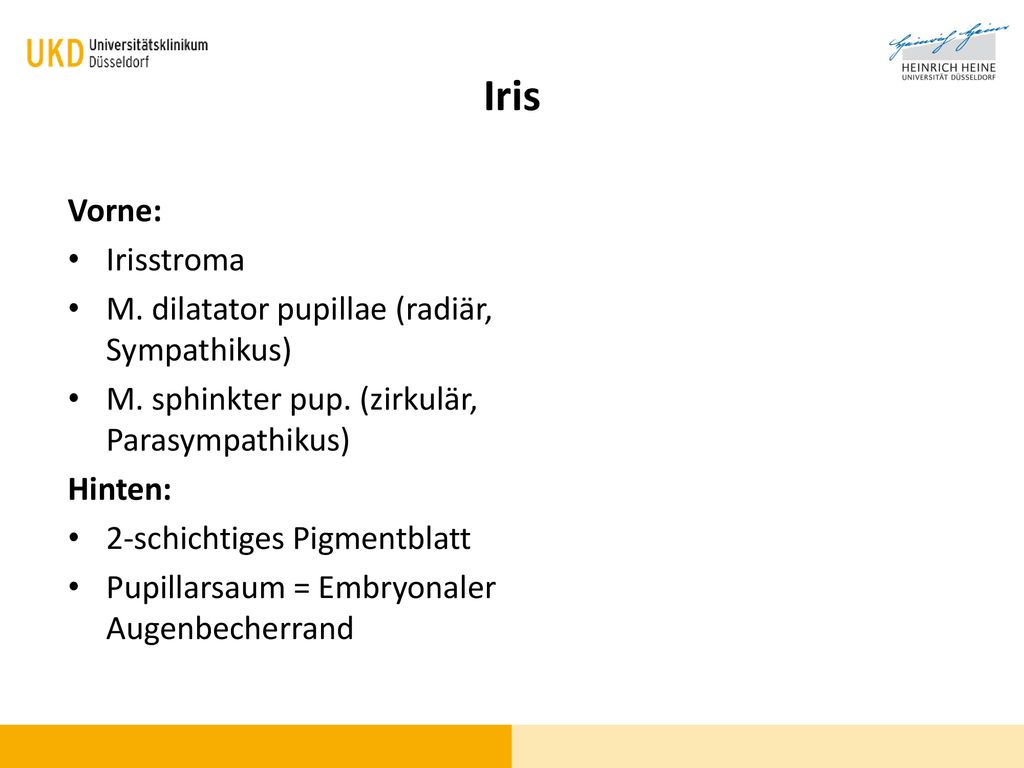 Iris Vorne: Irisstroma M. dilatator pupillae (radiär, Sympathikus)
