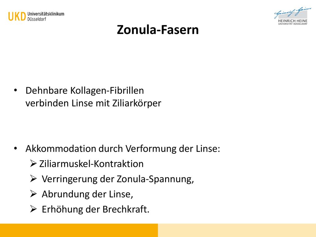 Zonula-Fasern Dehnbare Kollagen-Fibrillen verbinden Linse mit Ziliarkörper. Akkommodation durch Verformung der Linse: