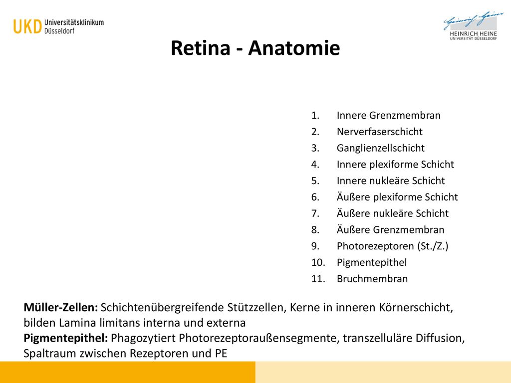 Retina - Anatomie Innere Grenzmembran. Nerverfaserschicht. Ganglienzellschicht. Innere plexiforme Schicht.