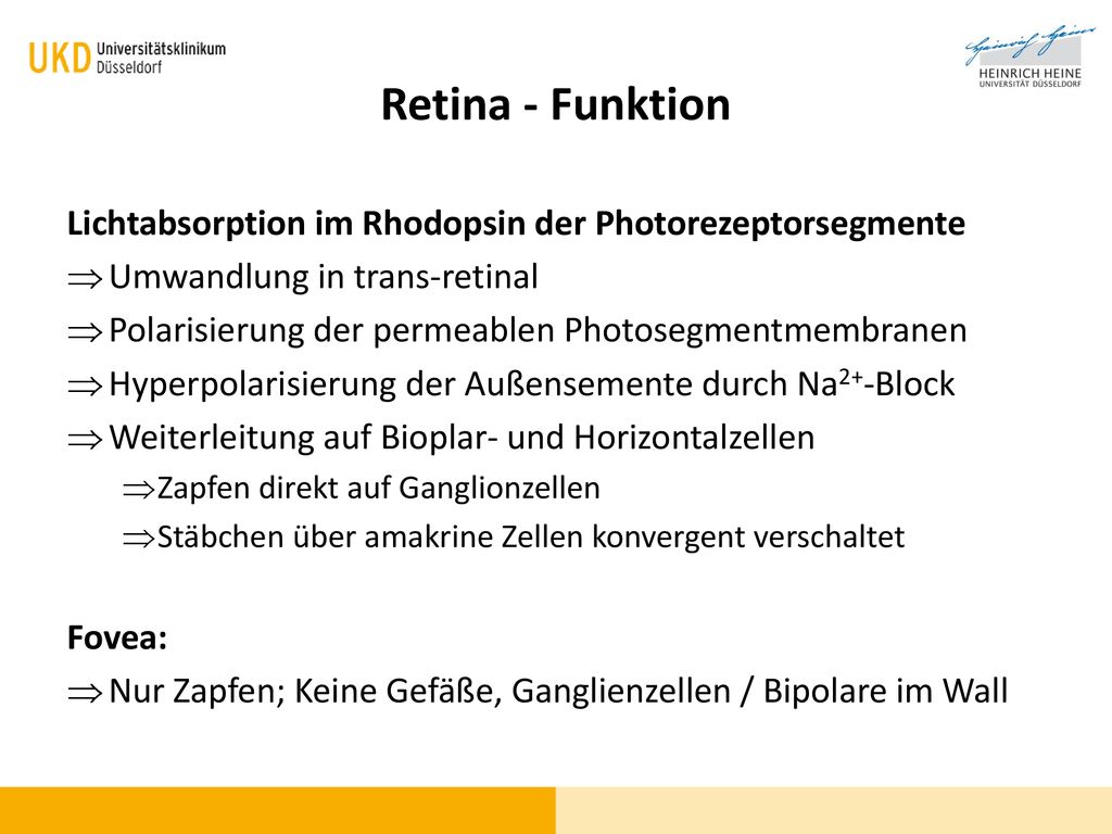Retina - Funktion Lichtabsorption im Rhodopsin der Photorezeptorsegmente. Umwandlung in trans-retinal.