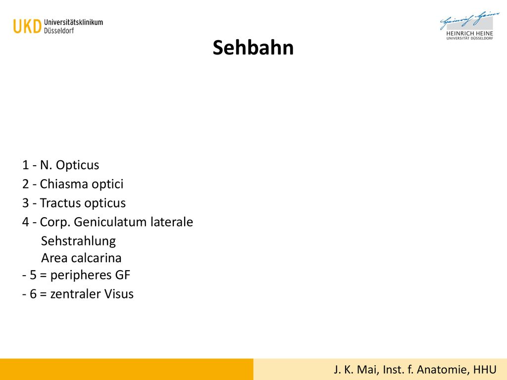Sehbahn 1 - N. Opticus 2 - Chiasma optici 3 - Tractus opticus