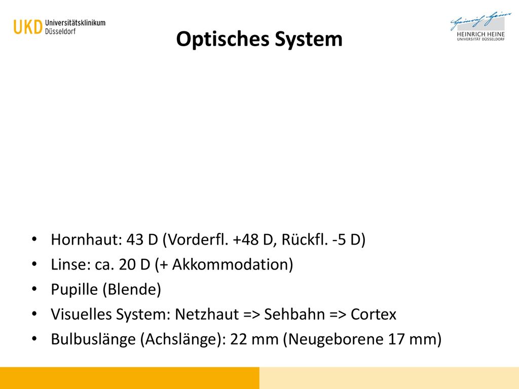 Optisches System Hornhaut: 43 D (Vorderfl. +48 D, Rückfl. -5 D)