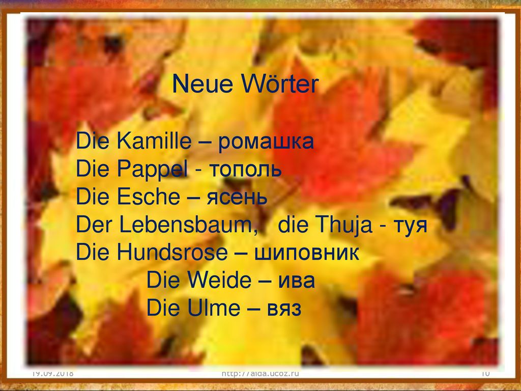 Der Lebensbaum, die Thuja - туя Die Hundsrose – шиповник