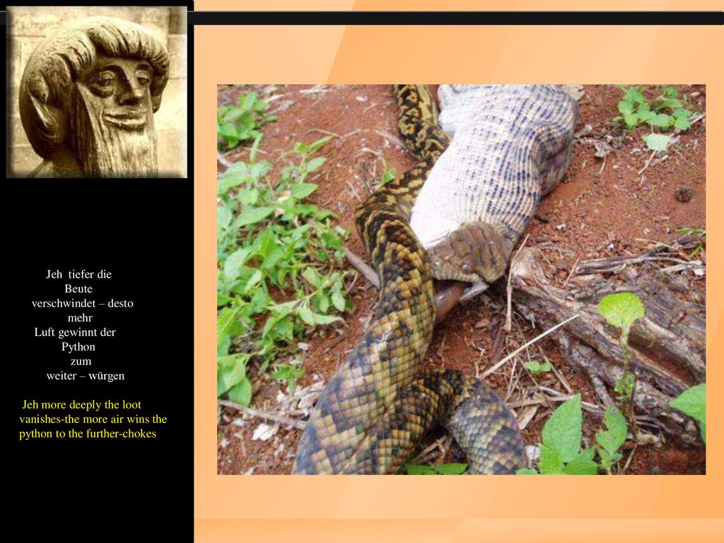 Jeh tiefer die Beute verschwindet – desto mehr Luft gewinnt der Python zum weiter – würgen Jeh more deeply the loot vanishes-the more air wins the python to the further-chokes