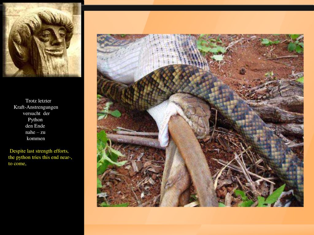 Trotz letzter Kraft-Anstrengungen versucht der Python den Ende nahe – zu kommen Despite last strength efforts, the python tries this end near-, to come,