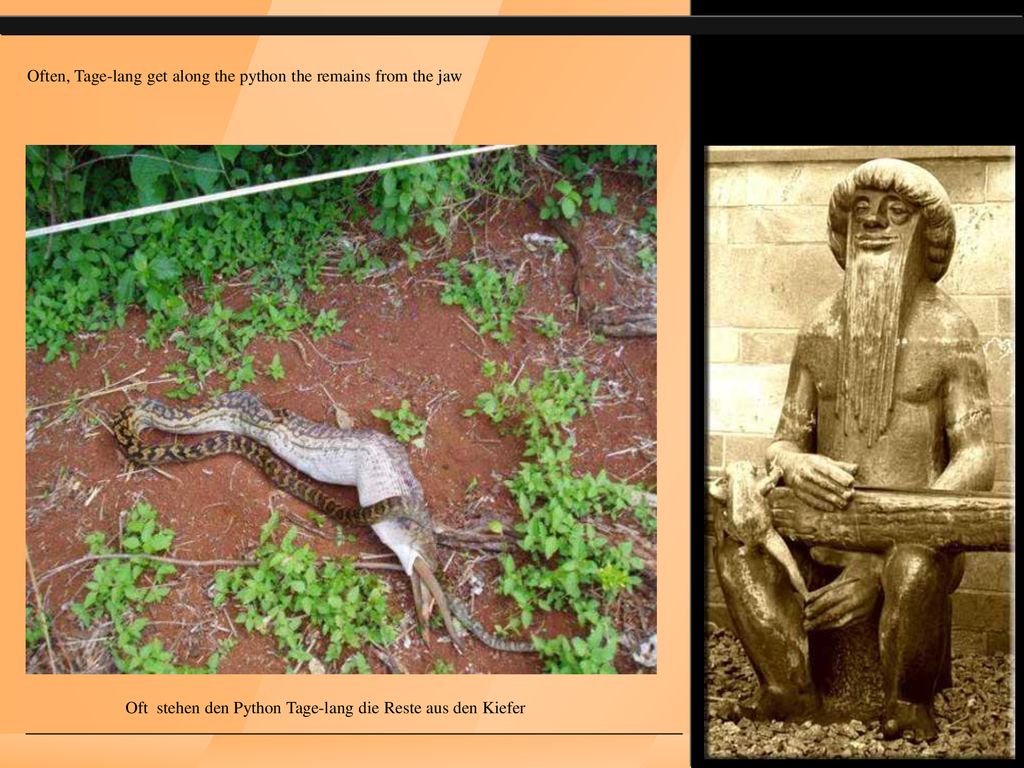 Often, Tage-lang get along the python the remains from the jaw