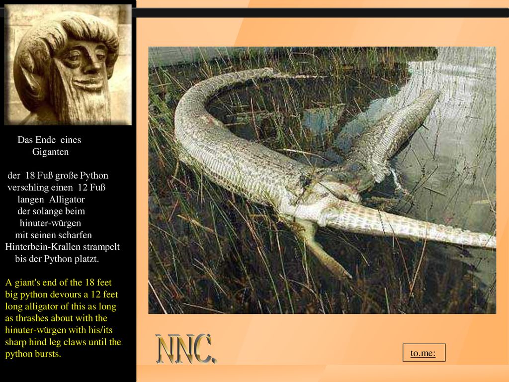 Das Ende eines Giganten der 18 Fuß große Python verschling einen 12 Fuß langen Alligator der solange beim hinuter-würgen mit seinen scharfen Hinterbein-Krallen strampelt bis der Python platzt. A giant s end of the 18 feet big python devours a 12 feet long alligator of this as long as thrashes about with the hinuter-würgen with his/its sharp hind leg claws until the python bursts.