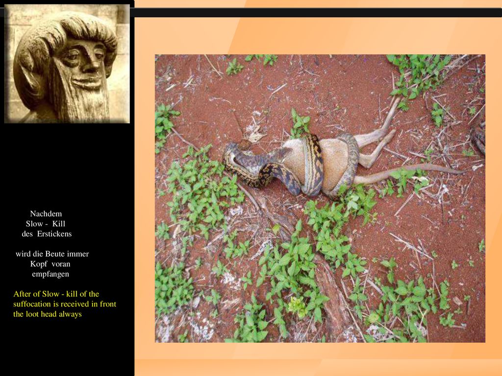 Nachdem Slow - Kill des Erstickens wird die Beute immer Kopf voran empfangen After of Slow - kill of the suffocation is received in front the loot head always