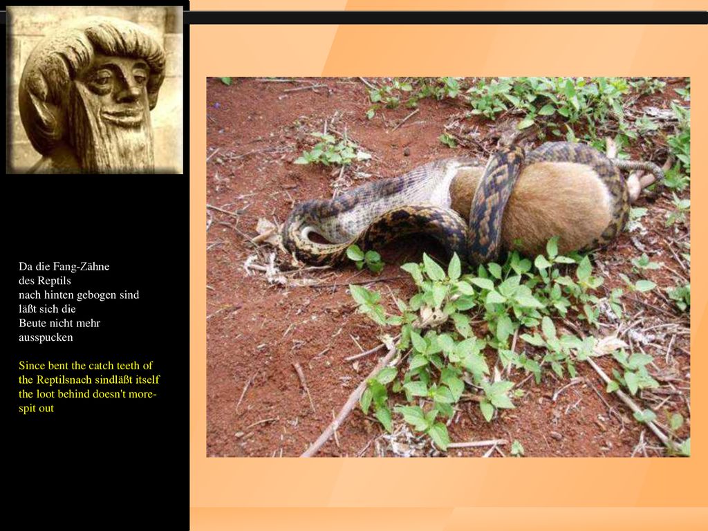 Da die Fang-Zähne des Reptils nach hinten gebogen sind läßt sich die Beute nicht mehr ausspucken Since bent the catch teeth of the Reptilsnach sindläßt itself the loot behind doesn t more-spit out