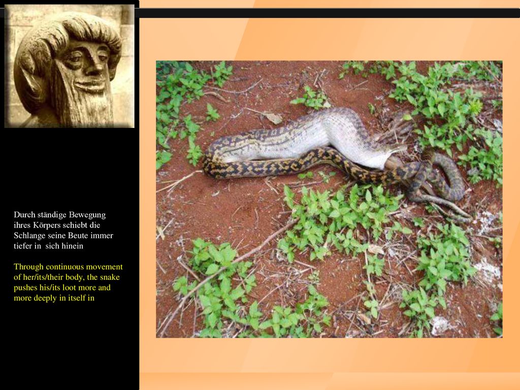 Durch ständige Bewegung ihres Körpers schiebt die Schlange seine Beute immer tiefer in sich hinein Through continuous movement of her/its/their body, the snake pushes his/its loot more and more deeply in itself in