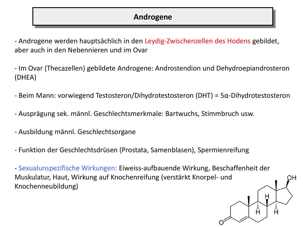 Androgene - Androgene werden hauptsächlich in den Leydig-Zwischenzellen des Hodens gebildet, aber auch in den Nebennieren und im Ovar.