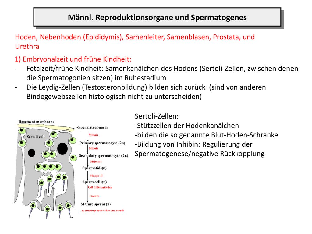 Männl. Reproduktionsorgane und Spermatogenes
