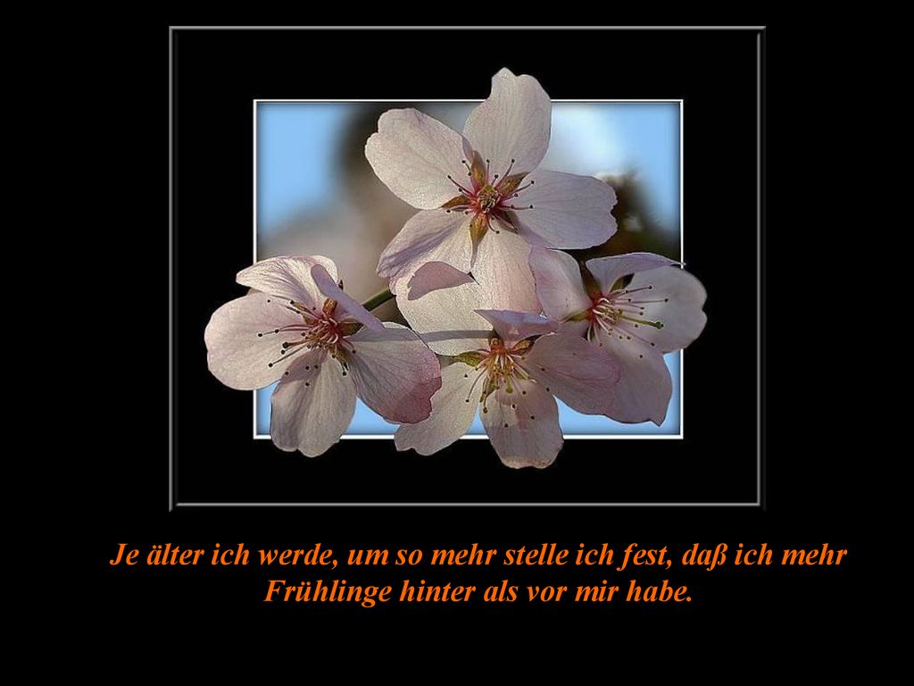 Je älter ich werde, um so mehr stelle ich fest, daß ich mehr Frühlinge hinter als vor mir habe.