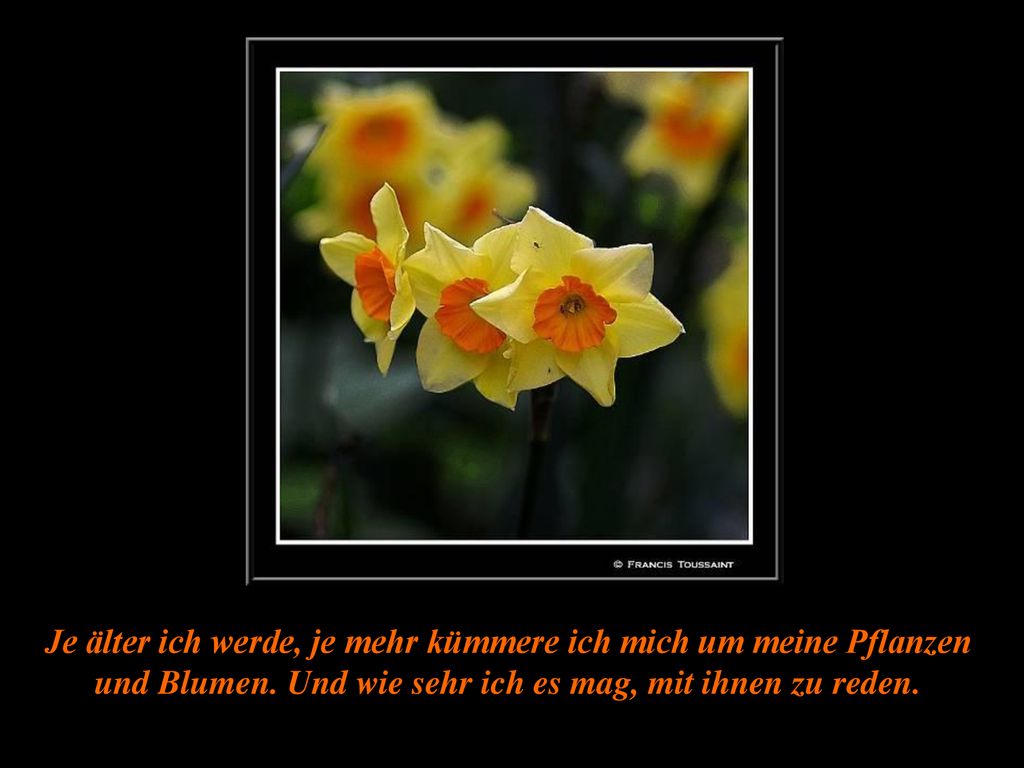 Je älter ich werde, je mehr kümmere ich mich um meine Pflanzen und Blumen.