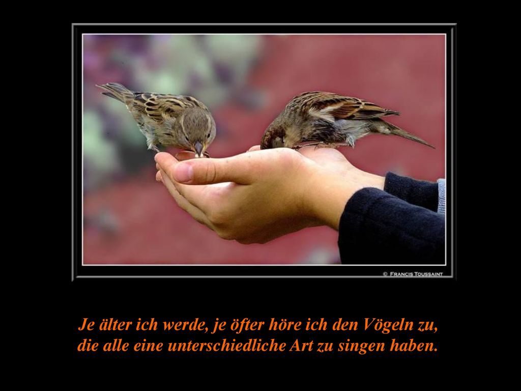 Je älter ich werde, je öfter höre ich den Vögeln zu, die alle eine unterschiedliche Art zu singen haben.