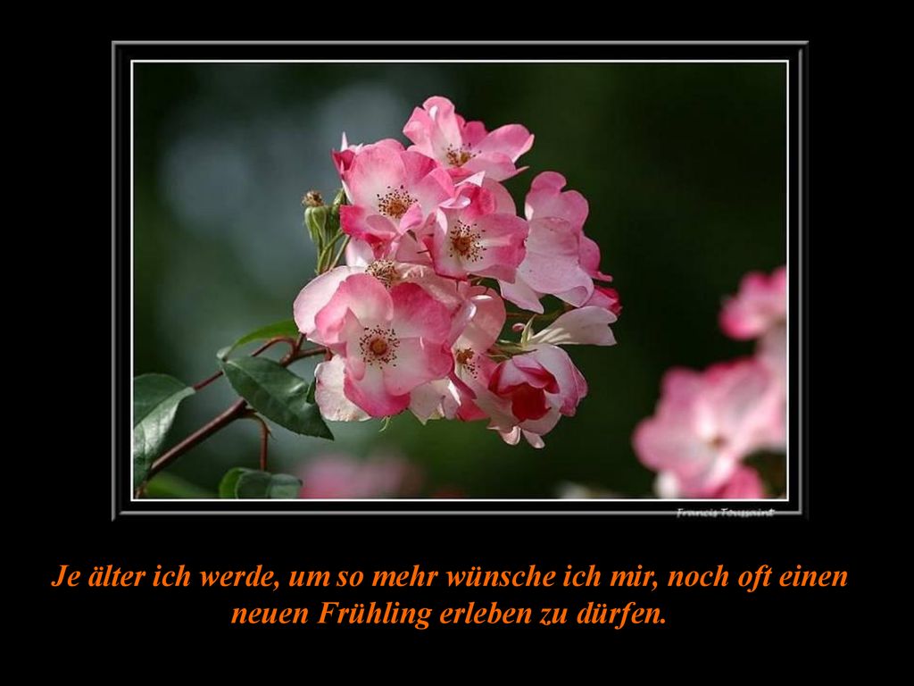 Je älter ich werde, um so mehr wünsche ich mir, noch oft einen neuen Frühling erleben zu dürfen.
