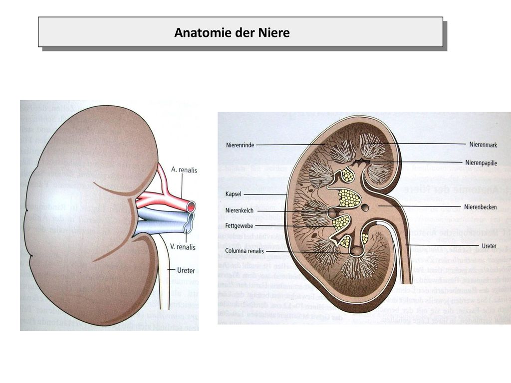 Aufbau der Niere (Anatomie: makroskopisch; mikroskopisch) - ppt  herunterladen