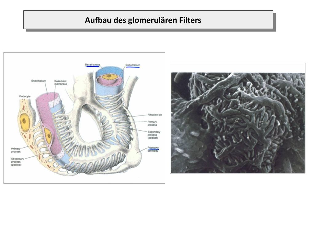 Aufbau des glomerulären Filters