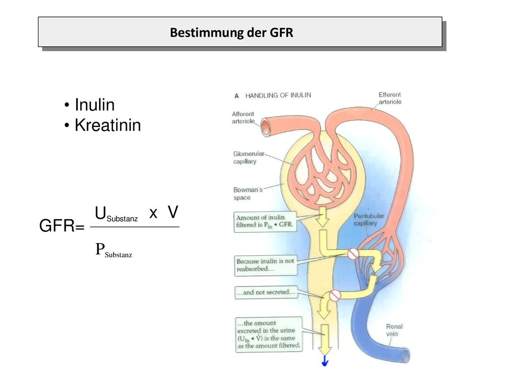 Bestimmung der GFR Inulin Kreatinin USubstanz x V GFR= PSubstanz