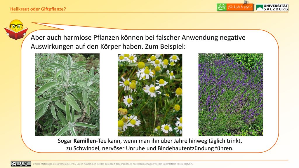 Aber auch harmlose Pflanzen können bei falscher Anwendung negative Auswirkungen auf den Körper haben. Zum Beispiel: